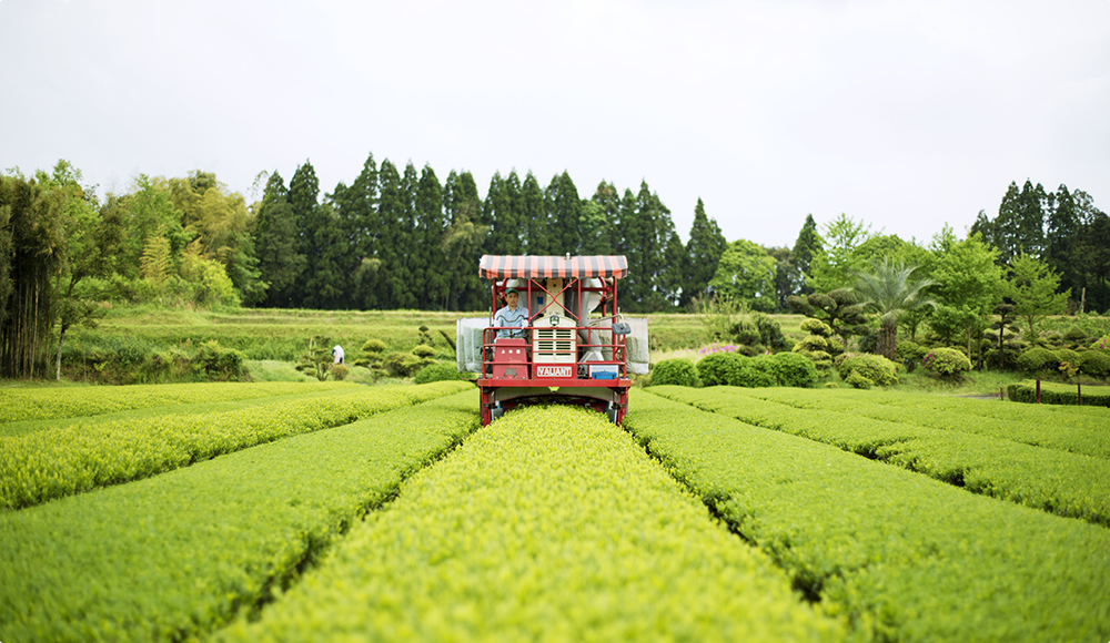 茶葉は自家農園で育てた100％無農薬有機栽培